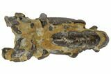 Fossil Mud Lobster (Thalassina) - Australia #109294-2
